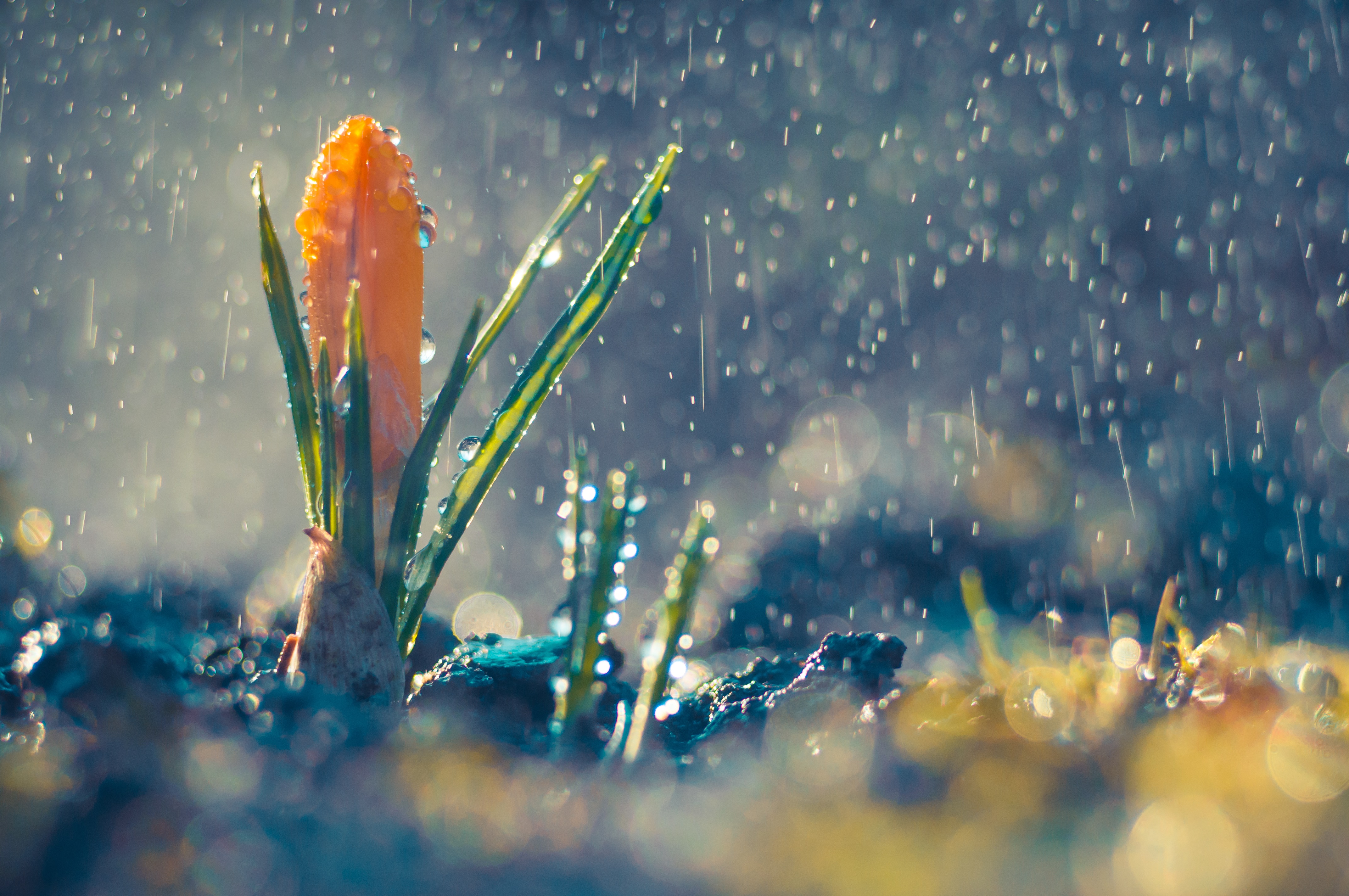 flower bud in the rain